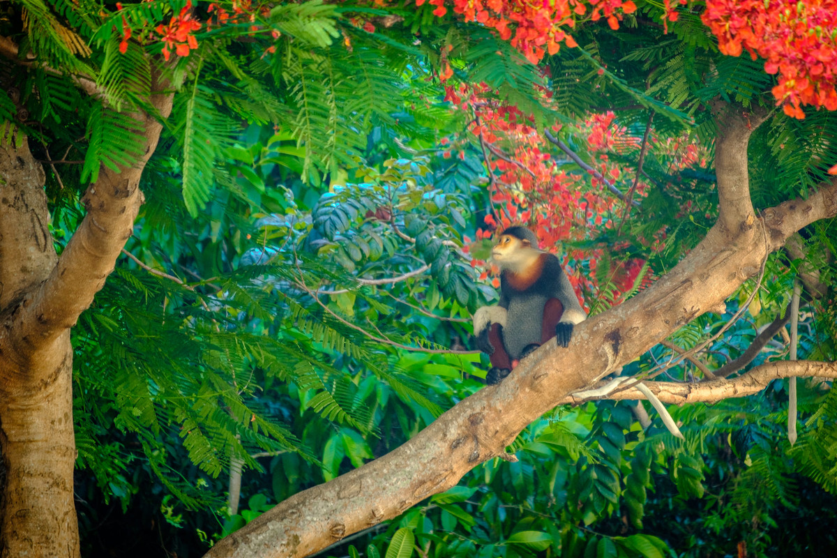 Chú voọc ngũ sắc ngắm hoa phượng vĩ trên bán đảo Sơn Trà. Ảnh: Andrew Lovedee-Turner/ 500px.com.