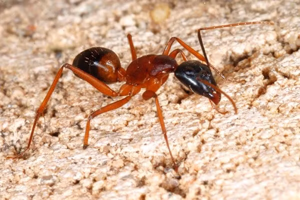 Kiến. Nọc của một số loài kiến như kiến lửa, kiến xoan có thể gây ra những triệu chứng như chóng mặt, hoa mắt, thở gấp hay sốc phản vệ.