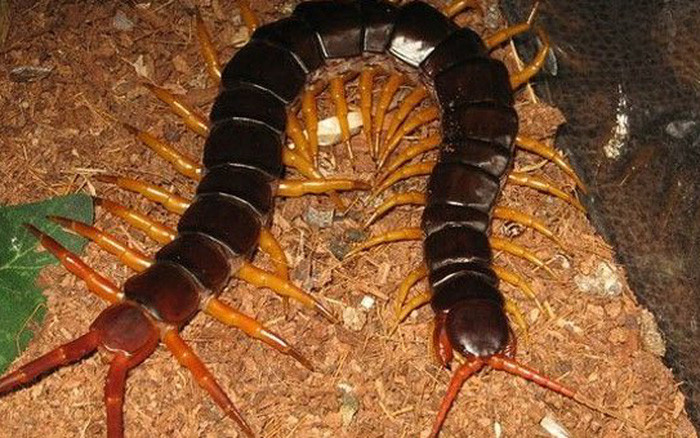 Rết. Nọc độc của rết không gây chết người, nhưng khiến người bị cắn cực kỳ đau đớn, đi kèm là nôn mửa và sốt. Khi bị rết cắn cần nặn cho nọc độc theo máu ra ngoài bớt. Theo dân gian, có thể móc lấy nhãi con gà trống bôi lên vết cắn sẽ giảm đau hiệu quả.