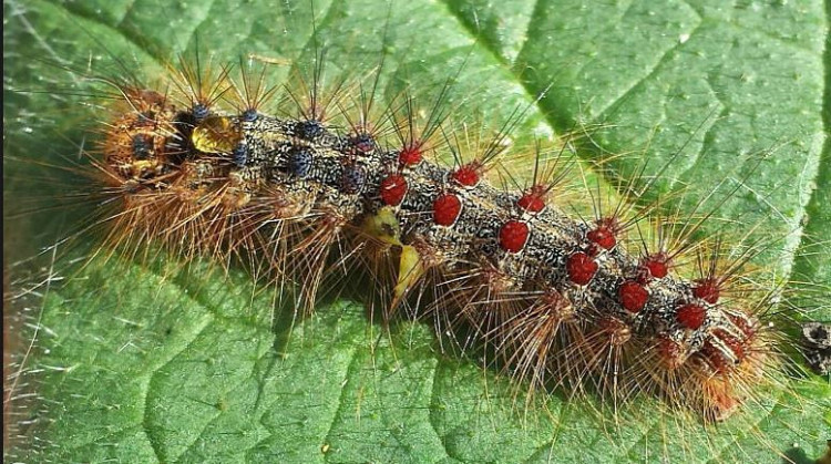 Sâu róm. Lông gai của một số loài có thể gây đau nhức dữ dội ở vùng da tiếp xúc, đi kèm nổi mề đay mẩn ngứa. Sau đó, có thể xuất hiện các nốt xuất huyết. Những triệu chứng khác gồm sưng hạch, nhức đầu, sốt, hạ huyết áp và co giật, diễn tiến nặng có thể tử vong.