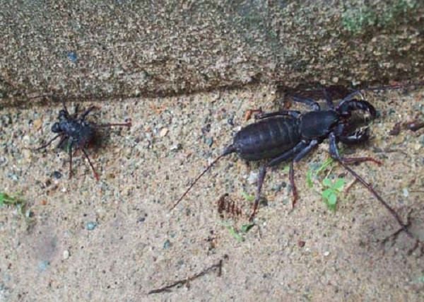 Bọ cạp. Ở Việt Nam có hai loài bọ cap phổ biến là bọ cạp đen và bọ cạp nâu. Khi bị bọ cạp đốt, cần chườm nước đá rồi phun thuốc chống đau lên vết đốt Với những trường hợp bị phản ứng, sốc phản vệ, nhất là bị đốt ở mặt, cần đưa đi cấp cứu ngay để được chích thuốc giải độc.