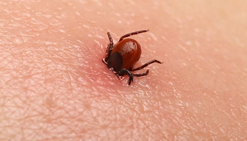 Bọ chét, rận, ve chó. Những vết đốt của những loài này có thể khiến người bệnh sốt mẩn đỏ. Khi bị chúng cắn, nên kéo chúng thật từ từ, hoặc dùng lửa hơ, bôi cồn, dầu để chúng tự rơi ra, tránh để hàm răng của chúng dính lại da thịt.