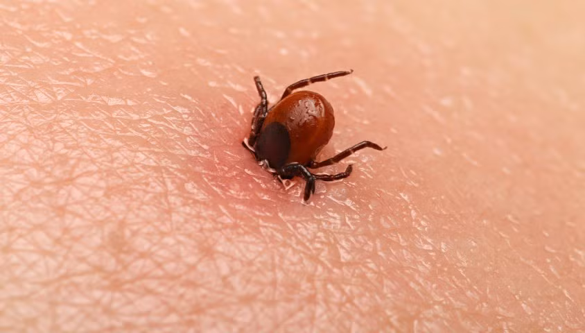 Bọ chét, rận, ve chó. Những vết đốt của những loài này có thể khiến người bệnh sốt mẩn đỏ. Khi bị chúng cắn, nên kéo chúng thật từ từ, hoặc dùng lửa hơ, bôi cồn, dầu để chúng tự rơi ra, tránh để hàm răng của chúng dính lại da thịt.