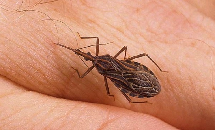 Bọ xít hút máu có thể truyền ký sinh trùng nội bào Trypanosoma cruzi vào cơ thể người qua những vết đốt, gây nên bệnh ngủ chaga. Nó khiến nạn nhân rơi vào tình trạng mệt mỏi, buồn ngủ và mất khả năng miễn dịch. Khi trở thành mãn tính, bệnh có thể gây nghẽn mạch máu dẫn đến tử vong.