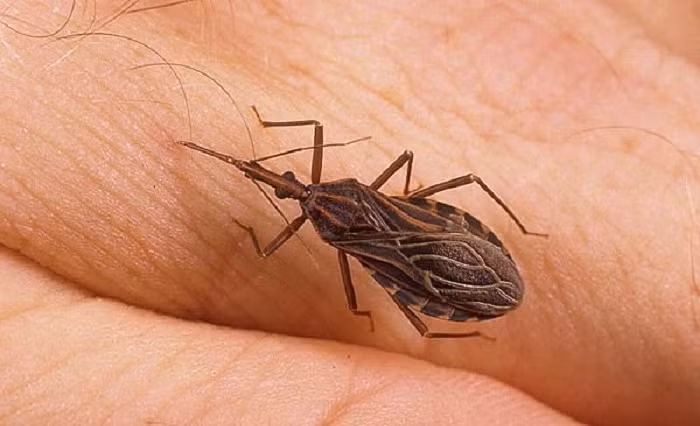 Bọ xít hút máu có thể truyền ký sinh trùng nội bào Trypanosoma cruzi vào cơ thể người qua những vết đốt, gây nên bệnh ngủ chaga. Nó khiến nạn nhân rơi vào tình trạng mệt mỏi, buồn ngủ và mất khả năng miễn dịch. Khi trở thành mãn tính, bệnh có thể gây nghẽn mạch máu dẫn đến tử vong.