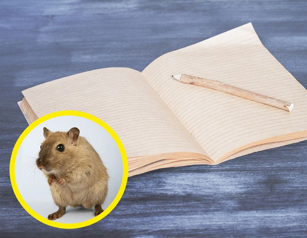 Lề giấy. Trước đây, các nhà văn thường rất tiết kiệm giấy khi viết. Tuy nhiên, họ sớm nhận ra rằng chuột thường gặm phần gáy sách. Điều này khiến những thông tin hữu ích bị mất đi. Để giữ an toàn cho nội dung chính, phần lề sách từ đó được ra đời.