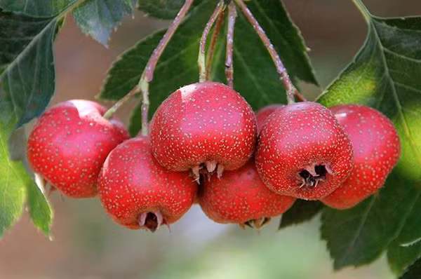 Táo gai. Táo gai rất chua, vị ngọt không rõ ràng. Vậy nhưng, lượng đường trong táo gai rất cao. Ước tính, cứ 100g táo gai chứa tới 25g đường.