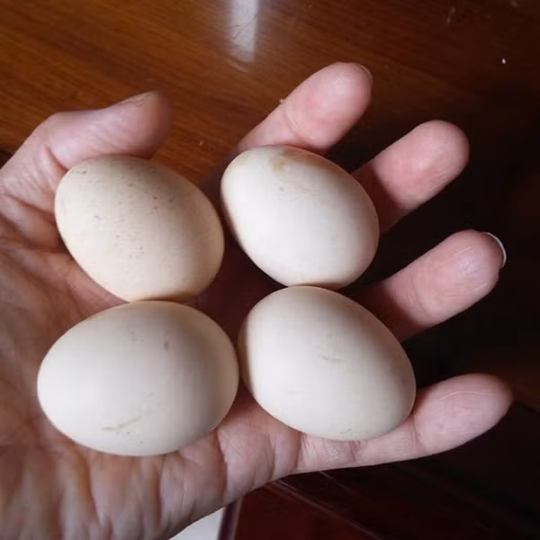 Loat thuc pham thoi phong tac dung, thuc chat khong can thiet-Hinh-2