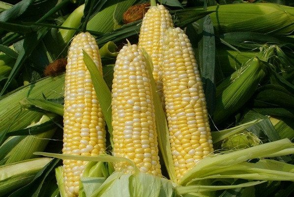 Ngô ngon có hạt mẩy đều, bóng và thẳng tắp. Dùng tay bấm nhẹ, ngô ngon sẽ căng mềm, chảy sữa. Không nên chọn bắp quá to mà nên chọn loại thon dài vừa phải. Tránh mua ngô quá non bởi chúng rất ít tinh bột, không có độ dẻo. Trong khi đó, ngô già luộc lên sẽ cứng.