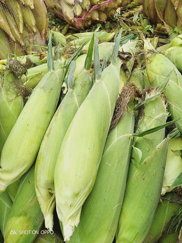 Đơn giản song không phải ai cũng biết cách luộc ngô ngon ngọt đạt chuẩn. Để có được mẻ ngô ngon, trước hết phải chọn được nguyên liệu tươi mới. Khi mua, chú ý nhìn vào lớp vỏ áo bên ngoài.