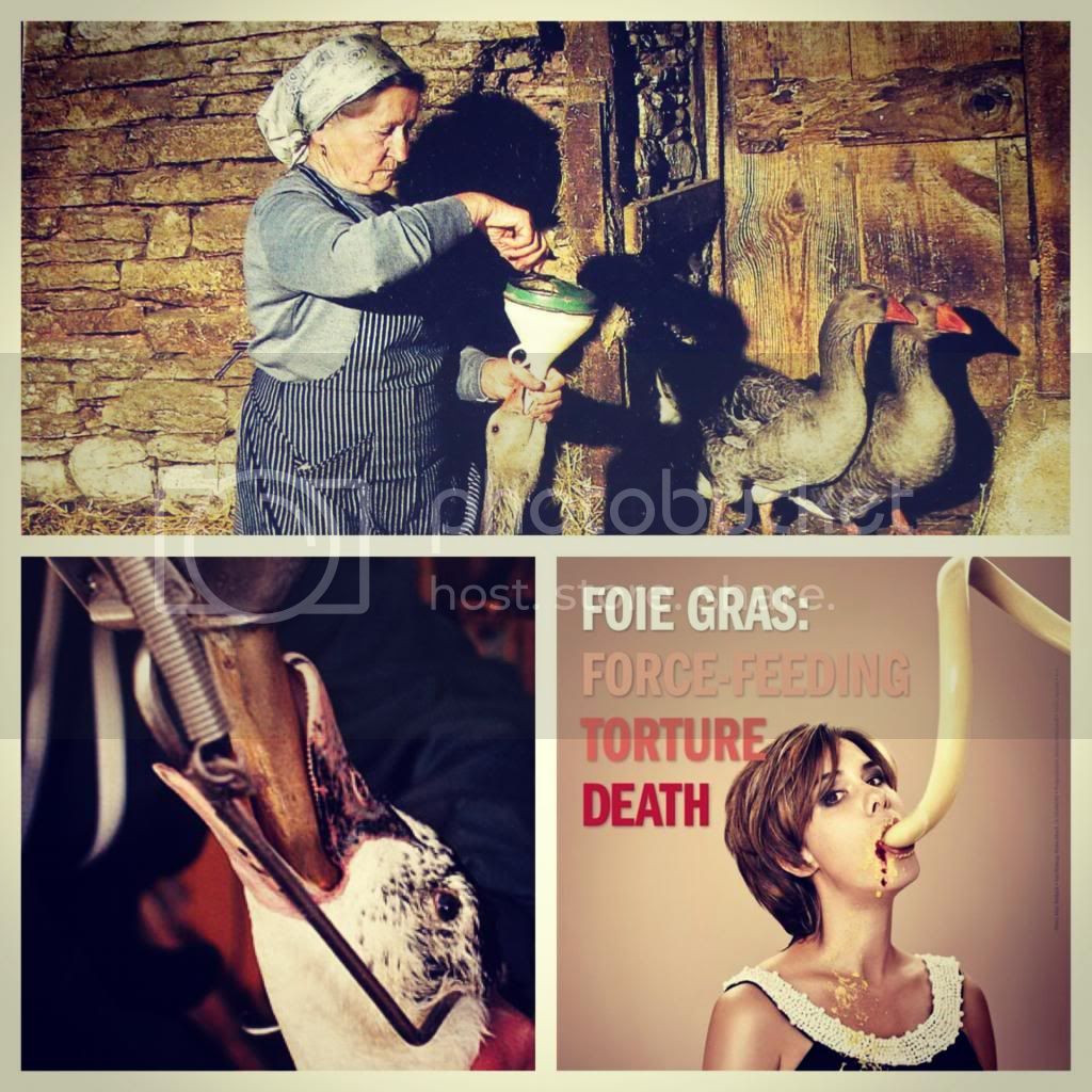 Việc vỗ béo và bán gan ngỗng đã bị lên án và nghiêm cấm ở nhiều quốc gia. Liệu bạn có còn tự tin thưởng thức món gan ngỗng sau khi nhìn thấy những hình ảnh tàn bạo này?