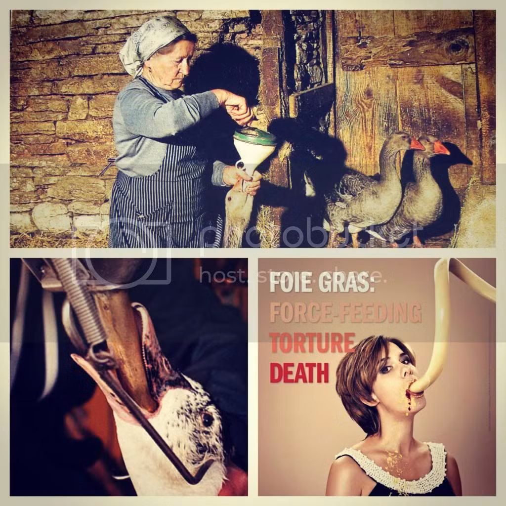 Việc vỗ béo và bán gan ngỗng đã bị lên án và nghiêm cấm ở nhiều quốc gia. Liệu bạn có còn tự tin thưởng thức món gan ngỗng sau khi nhìn thấy những hình ảnh tàn bạo này?