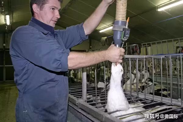 Mỗi con ngỗng sẽ được nhà chăn nuôi buộc phải cho ăn hỗn hợp ngô và ngũ cốc với khối lượng khoảng 2 kg/mỗi lần ăn, ngày 3 lần để lấp đầy dạ dày