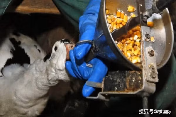 Vậy là gan "nhiễm mỡ" sẽ sưng to gấp 6-10 lần gan ngỗng bình thường