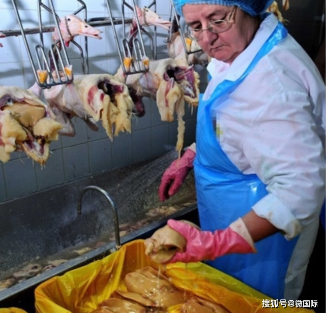 Những chú ngỗng bị tra tấn cho đến tận lúc chết và moi lấy gan.