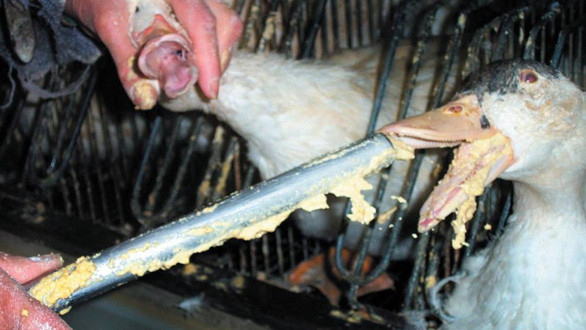 Ngỗng chưa tiêu hóa hết thức ăn từ bữa trước đã được cho ăn bữa sau trong vài tuần.