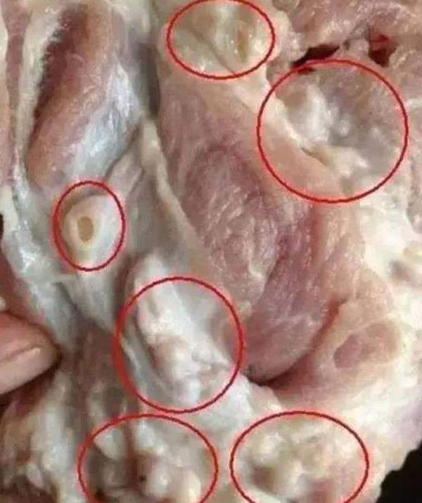 Phần cổ lợn chứa nhiều hạch bạch huyết. Hạch bạch huyết là phần quan trọng của hệ miễn dịch, giúp chống lại tình trạng nhiễm trùng. Quá trình hoạt động, chức năng của hạch là lọc bạch huyết và loại bỏ vi khuẩn nên có khả năng nhiều chất độc hại sẽ tích tụ bên trong.