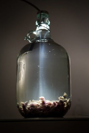 Món thịt chuột bao tử cũng được người Trung Quốc cho là có khả năng hồi phục sinh lực. Họ thường mổ bụng những con chuột mang thai để lấy chuột bao tử, chần qua nước sôi để ăn sống. Hoặc những con chuột 2 ngày tuổi sẽ ngâm rượu 1 năm để chúng lên men.