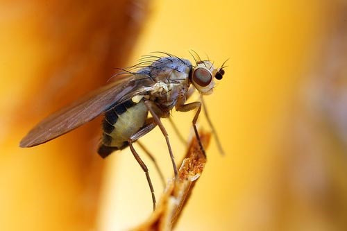 Từ thời La Mã cổ đại, loài ruồi Tây Ban Nha đã được ca ngợi có khả năng chữa yếu sinh lý, tăng ham muốn.