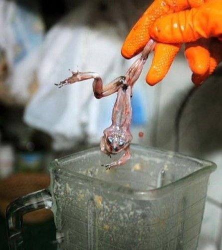 Một trong những món ăn kinh dị tại Peru là sinh tố ếch tươi, được ví ngang với Viagra-thần dược cho những người yếu sinh lý. Món ăn kinh dị này được cho là giúp đàn ông dẻo dai, tăng thời gian gấp đôi, gấp ba.