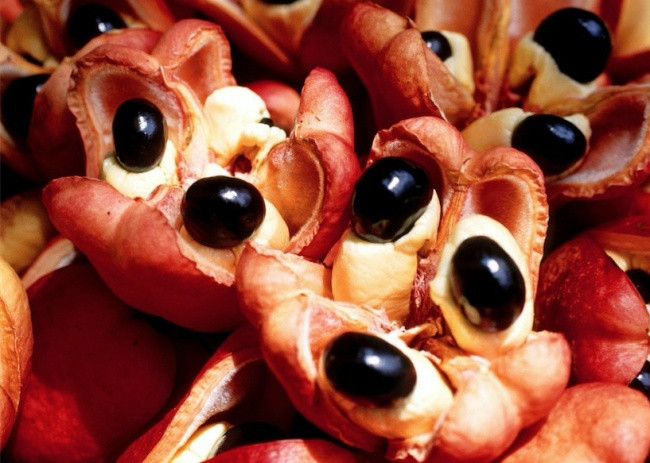 Quả Ackee ở Jamaica. Quả của nó có thể ăn, nhưng hãy cẩn thận cắn nhầm hạt, vì chúng chứa chất độc hypoglycin A và hypoglycin B.
