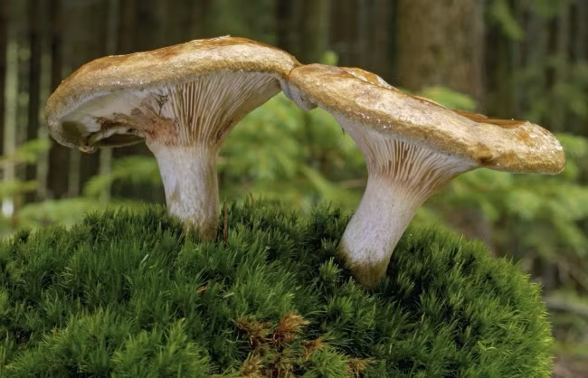 Nấm rơm nâu, mọc giữa rêu và rơm trong gỗ Norfolk. Trông chúng khá hiền lành và an toàn như các loại nấm rơm thông thường, nhưng lại chứa độc tính gây hại đến gan, thận.