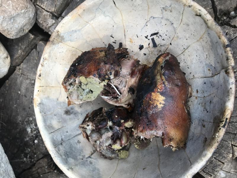 Chuột rừng nấu cùng phân của nó tại Mexico. Nhiều người đã không e ngại việc ăn thịt chuột, cho đến khi biết được thứ nấu cùng.