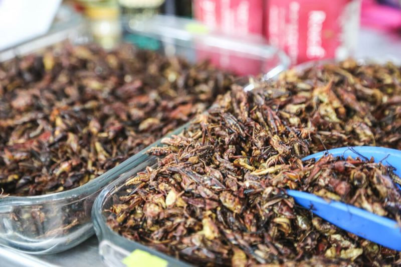 Châu chấu nhỏ, món ăn được nhiều quốc gia yêu thích.