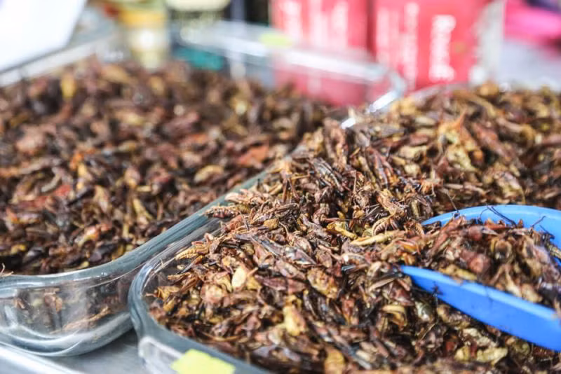 Châu chấu nhỏ, món ăn được nhiều quốc gia yêu thích.