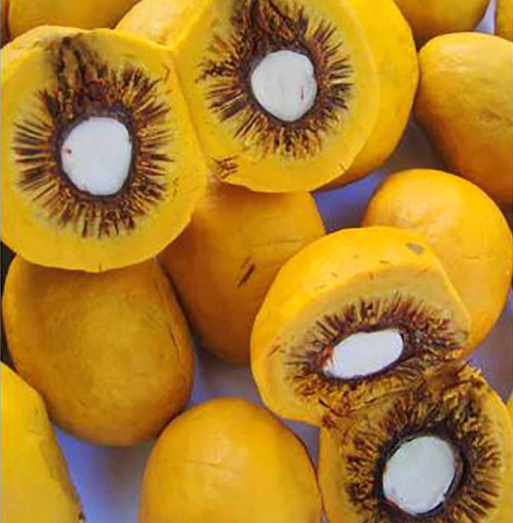 Quả Perui ở Brasil - Những cái bẫy ngọt ngào. Quả có kích thước như quả óc chó và thường phục vụ với món mặn. Khi bạn cắn, hàng trăm chiếc gai nhọn như gai nhím bên trong sẽ găm vào miệng.