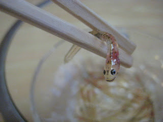 Trong tiếng Nhật Odorigui có nghĩa là “nhảy múa khi được ăn”, và những chú cá non sẽ “nhảy múa” trong miệng bạn.