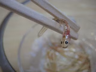 Trong tiếng Nhật Odorigui có nghĩa là “nhảy múa khi được ăn”, và những chú cá non sẽ “nhảy múa” trong miệng bạn.