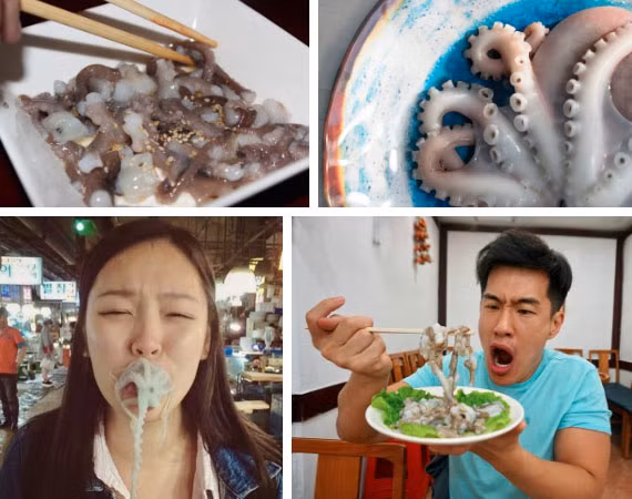 Có trường hợp có người phụ nữ còn bị bạch tuộc sinh con ngay trong miệng. Tuy nhiên món ăn này vẫn được rất nhiều người ưa thích vì độ ngọt, tươi của bạch tuộc.