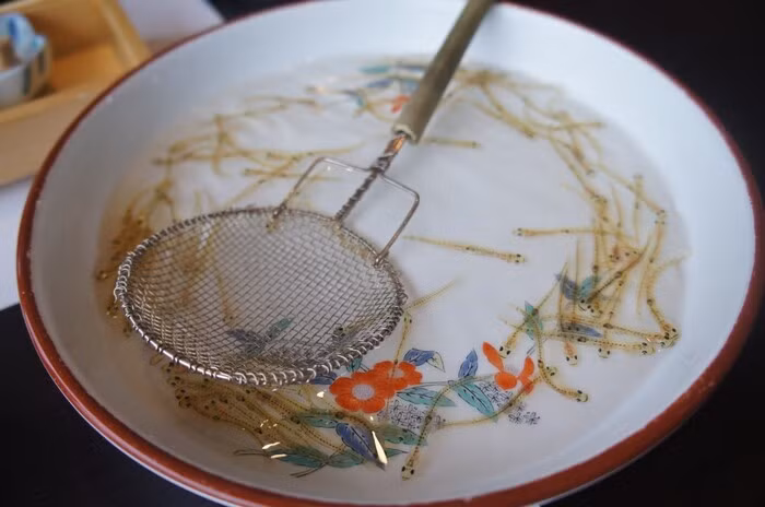 Những chú cá non trong suốt sẽ được vớt lên ăn sống với nước tương.