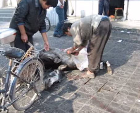 Khách sẽ lựa chọn phần thịt muốn ăn, đầu bếp lột da khu vực ấy và xẻo trực tiếp, mặc cho con lừa đang sống la hét vì quá đau đớn.