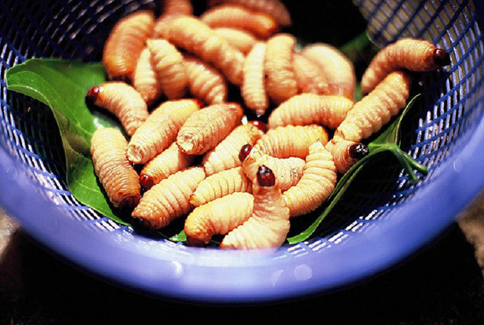 Những con đuông dừa béo núc vẫn ngọ nguậy cho đến khi vào miệng thực khách, không phải ai cũng dám nhìn cảnh tượng này.