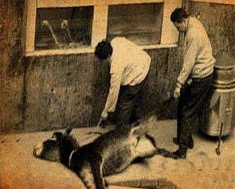 Món lừa tùng xẻo được chế biến ngay cạnh nồi nước sôi sùng sục với con lừa sống bị trói chặt. Ai muốn ăn bộ phận nào, người bán sẽ làm lông và cắt phần thịt đó, mặc con lừa kêu la vì đau đớn.