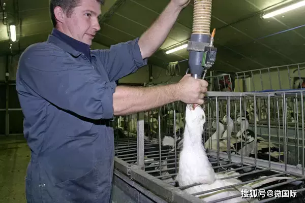 Người ta sẽ liên tục nhồi lượng thức ăn khổng lồ vào miệng ngỗng, khoảng 10kg thức ăn dạng thô, khiến gan của chúng béo phì và to đột biến, gấp 10 lần thông thường..