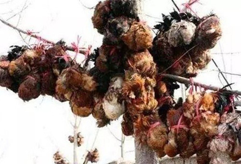 Món gà hong gió nghe tên tưởng lãng mạn nhưng lại vô cùng tàn bạo. Con gà sẽ bị mổ phanh và lôi toàn bộ nội tạng khi còn sống.