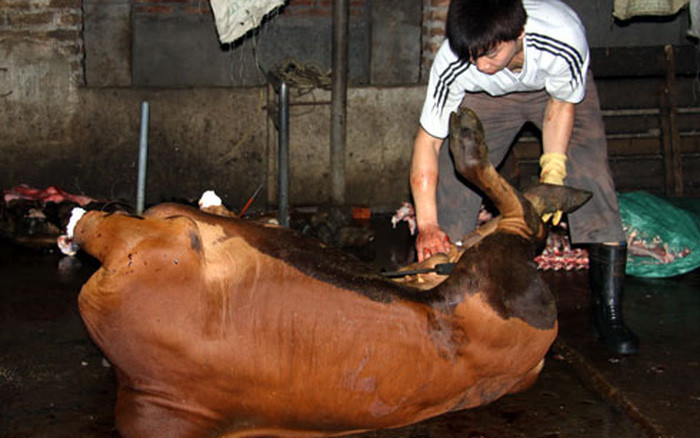 Ở nhiều nơi, việc giết mổ bò cũng diễn ra hết sức tàn nhẫn. Trước khi bị giết, nhiều chú bò bị bơm nước để tăng trọng lượng. Mỗi lần bơm trong 5 phút, lượng nước khoảng 10 lít.