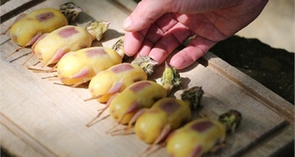 Sau quá trình thúc béo, chim họa mi bị dìm trong rượu armagnac hoặc nhỏ từng giọt rượu qua họng để chúng chết từ từ trước khi thêm gia vị và chế biến.