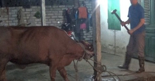 Nhiều nơi dùng búa đinh để đập liên tiếp vào đầu con bò cho đến khi chúng chết. Cách giết mổ này đã bị một tổ chức bảo vệ động vật của Úc ghi lại và lên án sau đó đã bị nghiêm cấm.