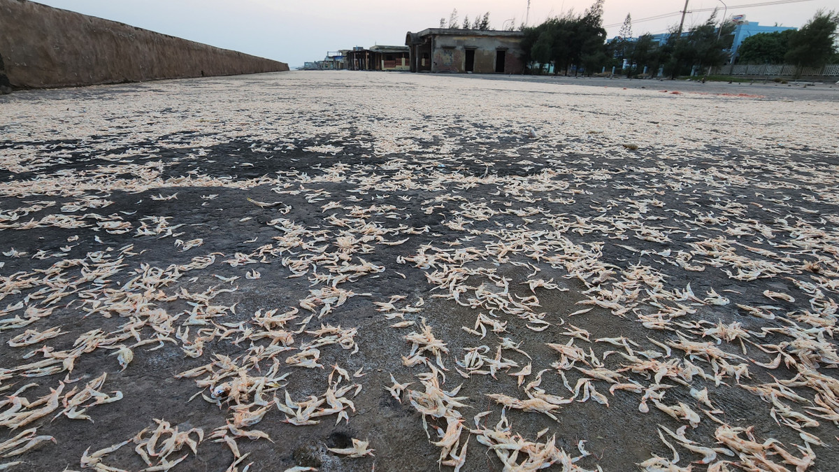 Một số mặt phẳng của bờ kè được người dân tận dụng để phơi hải sản.