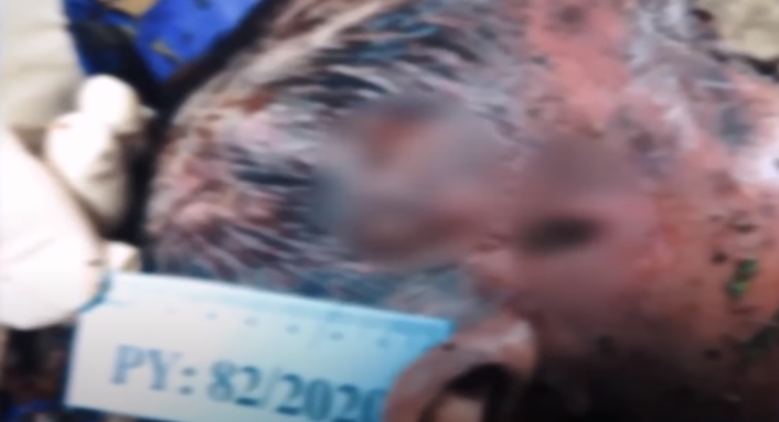 Quá trình khám nghiệm tử thi, cơ quan chức năng phát hiện ở vùng đầu nạn nhân có nhiều tổn thương rất nặng do vật chày hoặc vật sắc nhọn gây ra. Ở vùng ngực nạn nhân cũng xuất hiện những vết bầm tím tụ máu. Các vết thương nham nhở trên thi thể nạn nhân được cơ quan điều tra xác định kẻ thủ ác ra tay rất tàn độc, lạnh lùng. Kết luận giám định thể hiện, nạn nhân đã tử vong khoảng 72h trước đó.