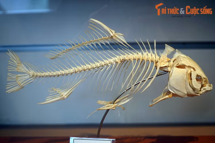 Những bộ xương được lắp ráp hoàn chỉnh ở nơi đây đem lại cho con người một góc nhìn mới mẻ về các loài động vật. Ví dụ như cá chép là loài vật rất quen thuộc với người Việt, nhưng bộ xương của chúng được trưng bày ở nơi đây vẫn khiến nhiều người thích thú.