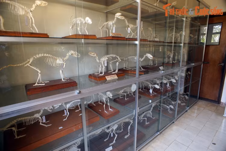 Bảo tàng có một phòng lớn dùng để trưng bày xương động vật, gồm khoảng 200 bộ xương lớn nhỏ khác nhau, chưa kể số xương được cất giữ, lưu trữ.