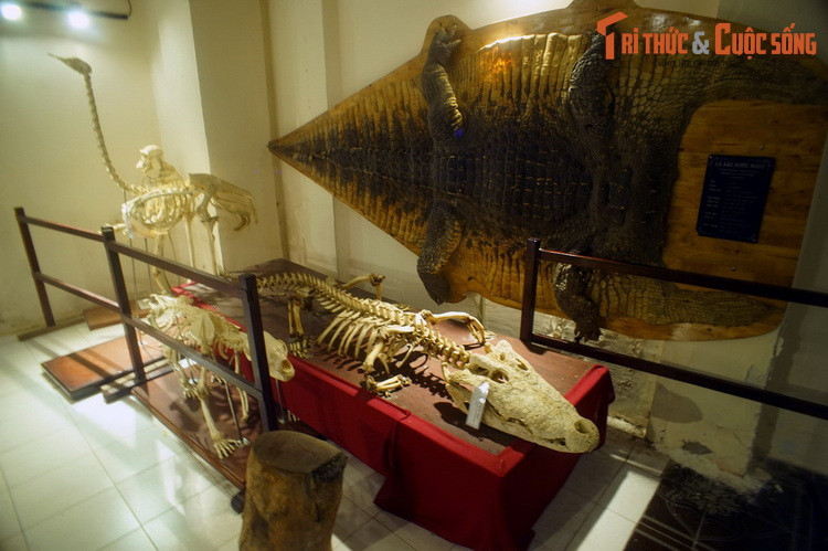 Những bộ xương được trưng bày tại một góc của Bảo tàng Động thực vật - Thảo Cầm Viên Sài Gòn.