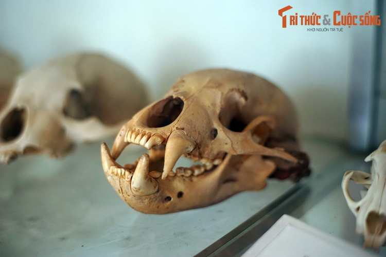 Nhiều tiêu bản xương thuộc về những loài đang bị đe dọa, có tên trong Sách Đỏ Việt Nam như cu li, gấu chó, báo lửa sơn dương...