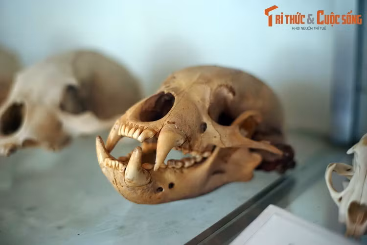 Nhiều tiêu bản xương thuộc về những loài đang bị đe dọa, có tên trong Sách Đỏ Việt Nam như cu li, gấu chó, báo lửa sơn dương...