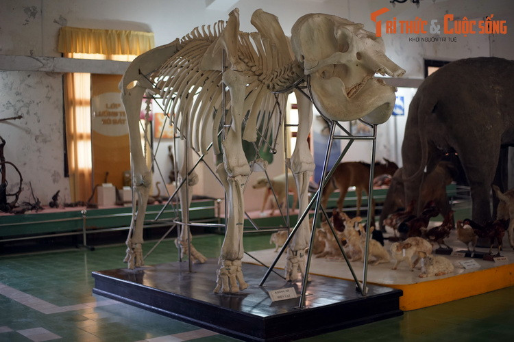 2. Nằm trong một khu rừng thông ở ngoại vi Đà Lạt, Bảo tàng Sinh học là một điểm đến lý thú cho những người thích khám phá thế giới tự nhiên. Bảo tàng này là nơi sở hữu một bộ sưu tập tiêu bản xương động vật lớn bậc nhất Việt Nam.